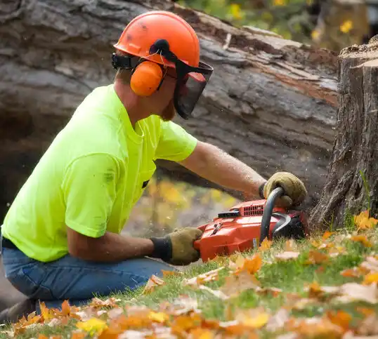 tree services Sunset